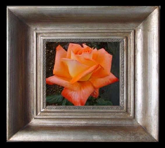 framed  unknow artist Realistic Orange Rose, Ta077-2